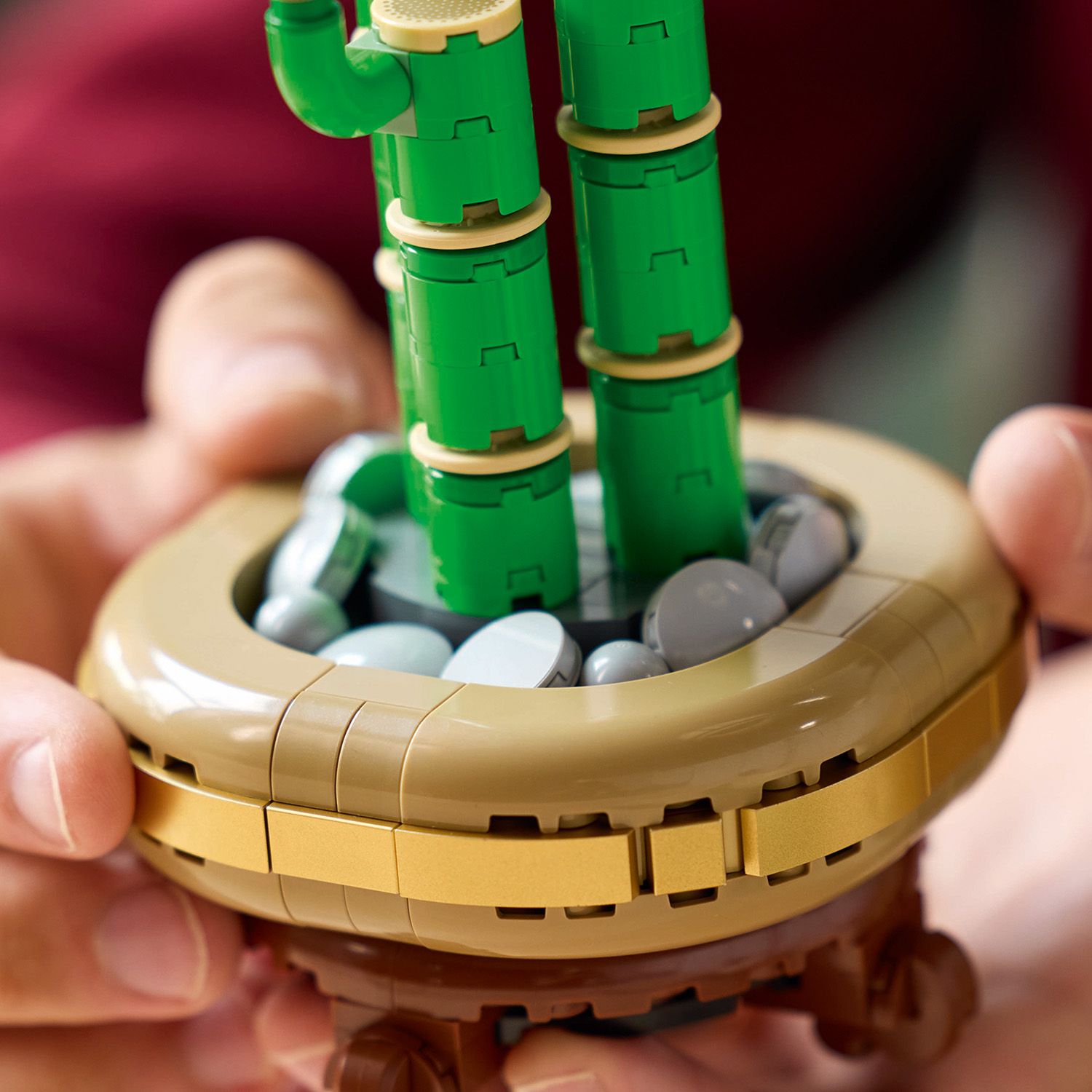 Botanicals Lucky Bamboo