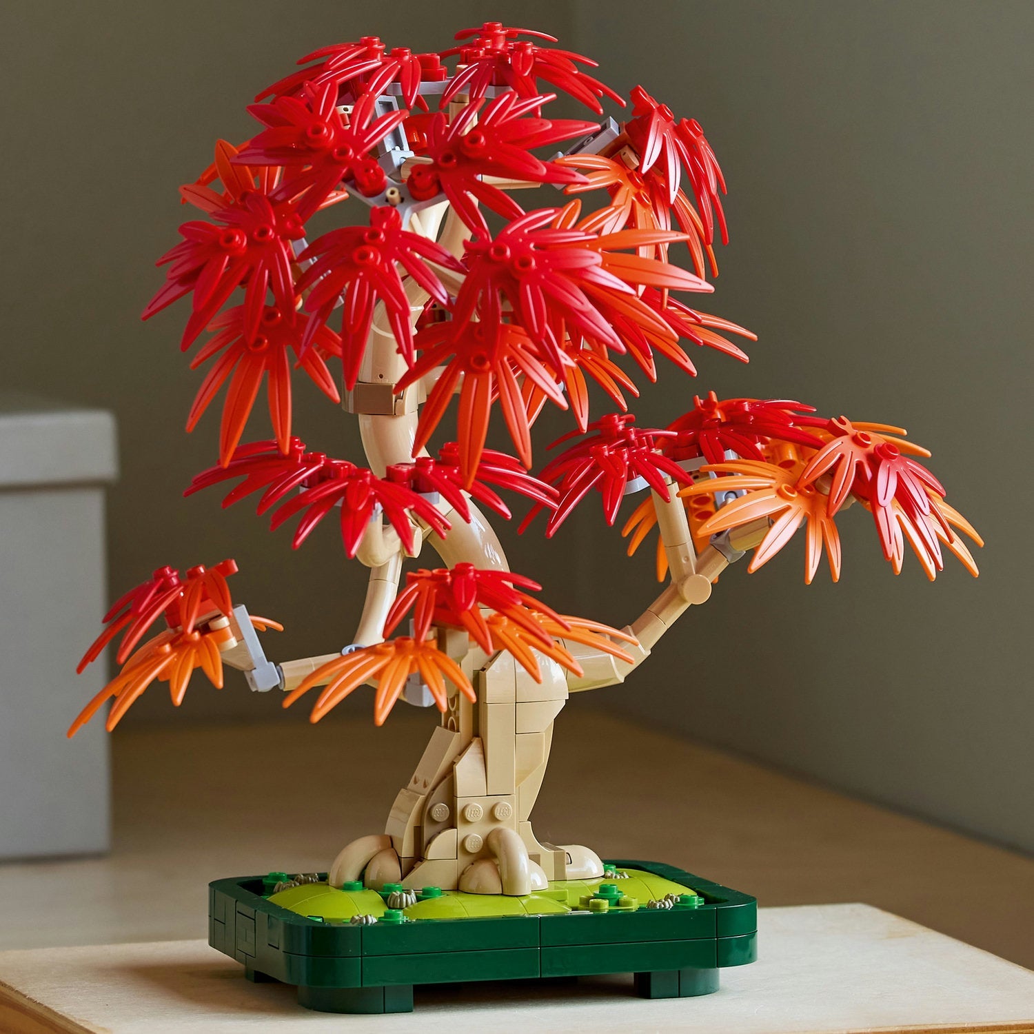 Botanicals Japanese Red Maple Bonsai Tree