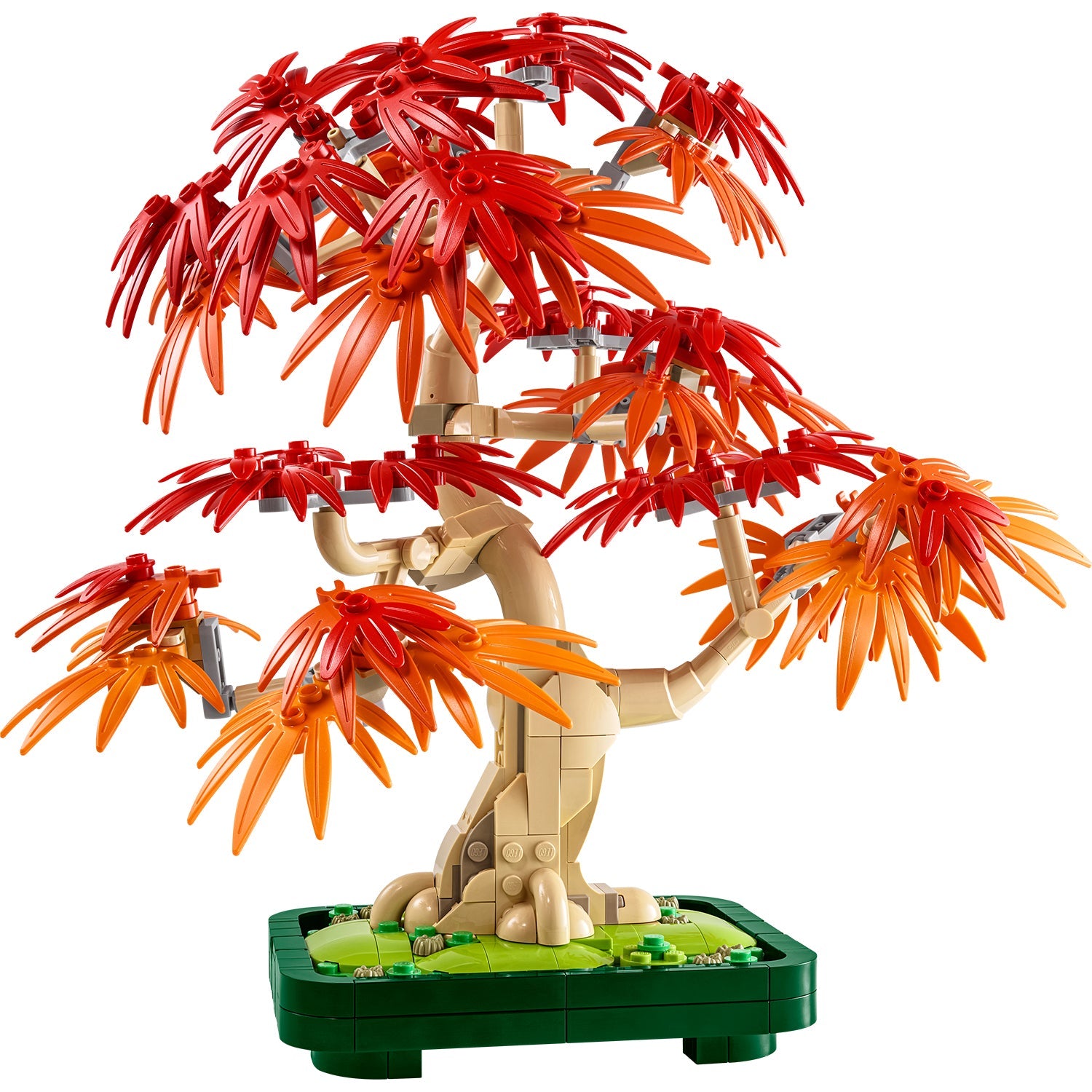 Botanicals Japanese Red Maple Bonsai Tree