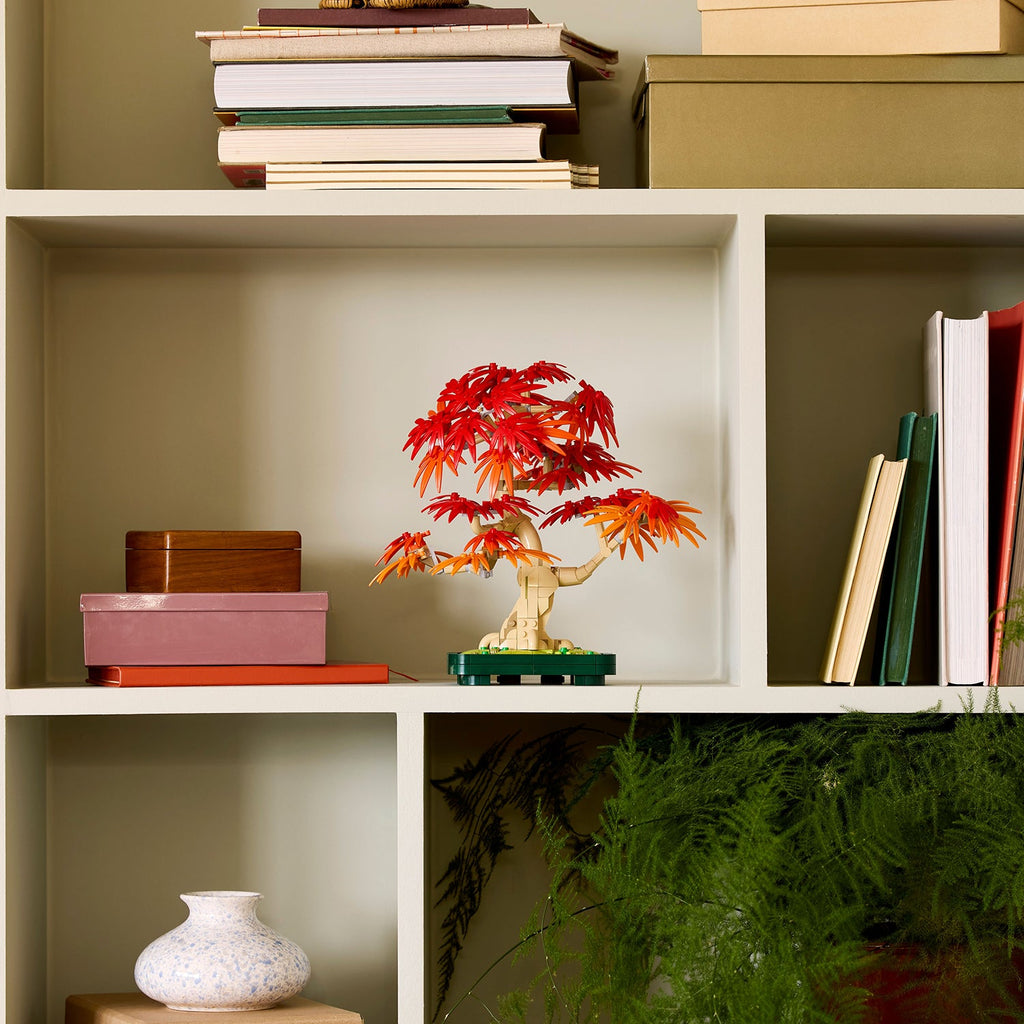 Botanicals Japanese Red Maple Bonsai Tree